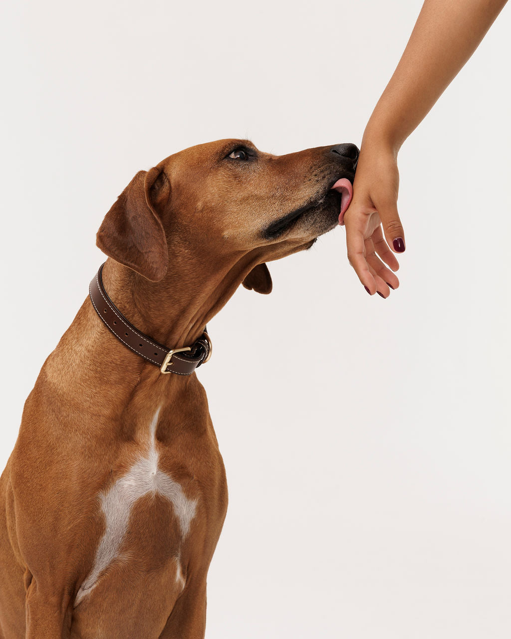 A ridgeback sitting tall, licking a hand held out to it