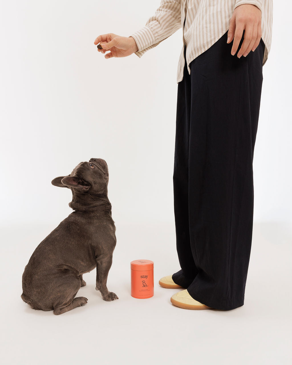 A grey French bulldog sitting calmly beside its owner and a tin of Stay