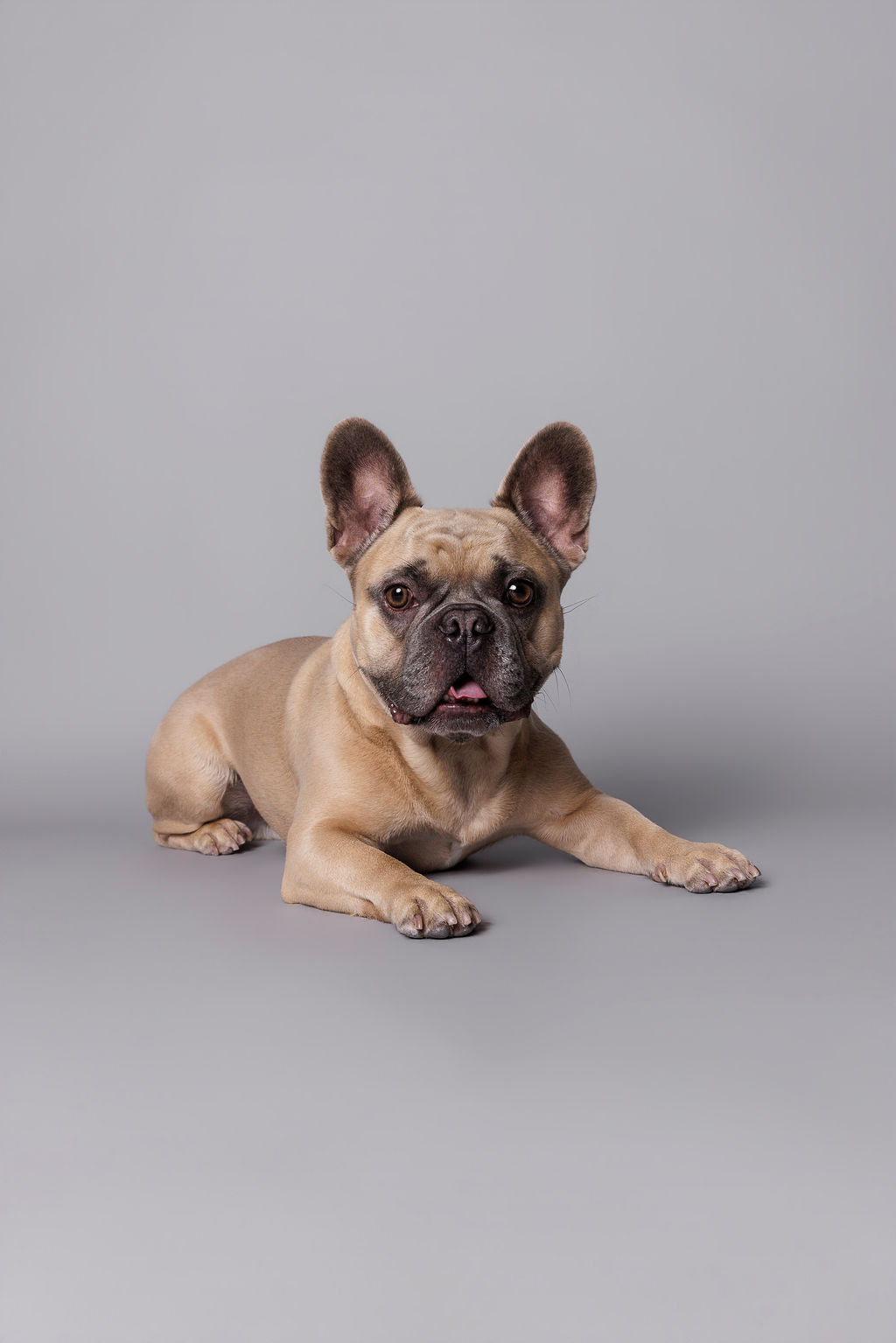 A fawn French bulldog lying relaxed on a grey floor