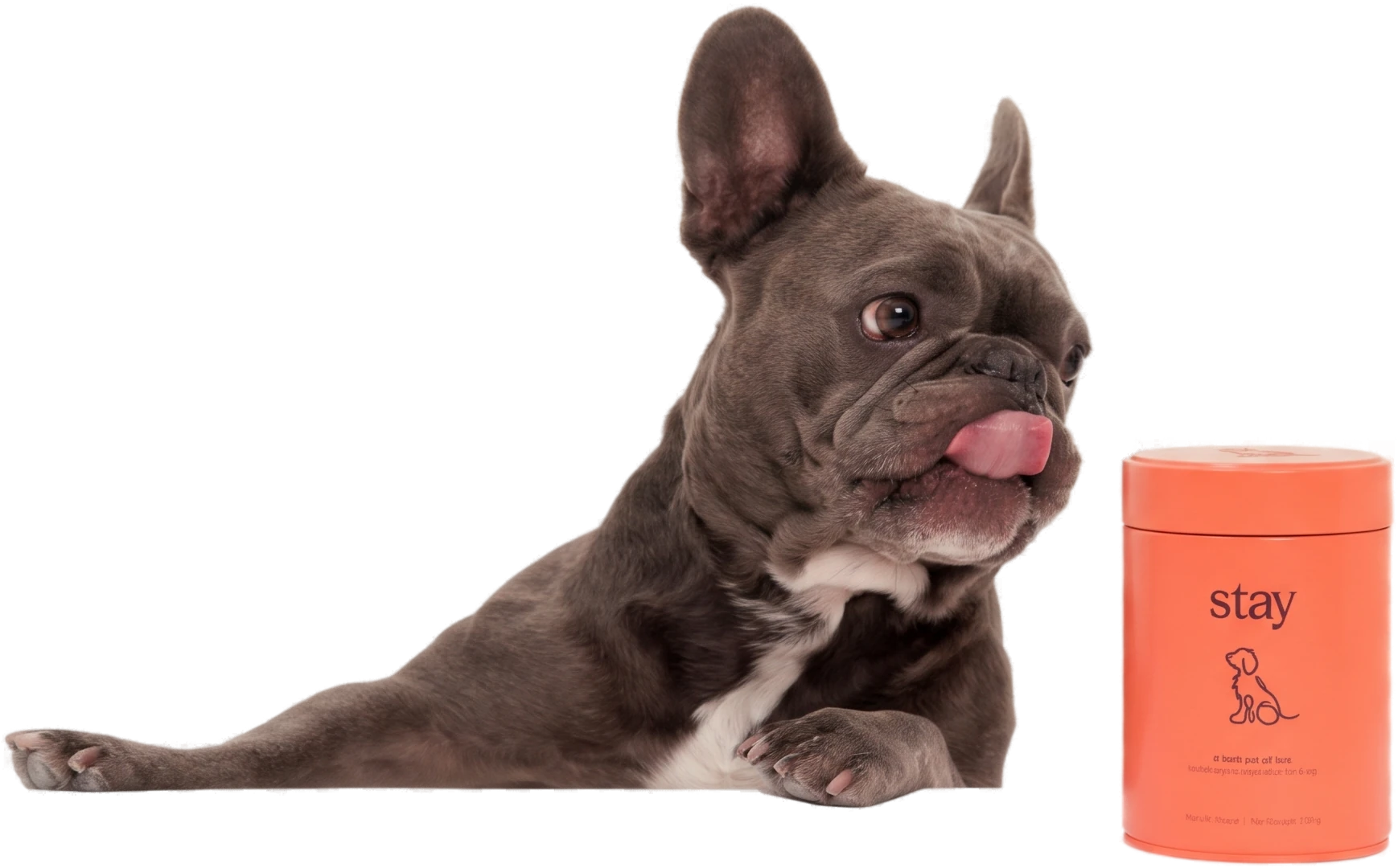 A grey French bulldog licking its lips beside a tin of Stay